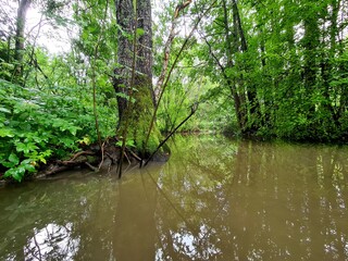 Obraz premium river in the forest