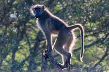 Baboon Backlit