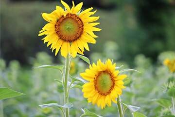 sunflower field in summer