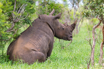 Rhino Sitting