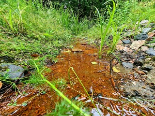 river in the forest