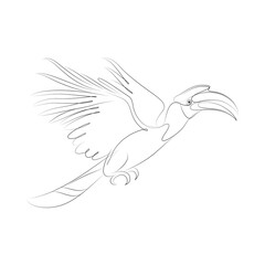 Hornbill bird vector illustration line art drawing. © Kas Tan