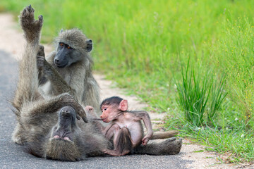 Baboon family
