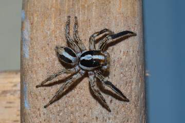 Araña saltadora común. Típica de lugares urbanos y edificios.