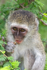 Vervet Monkey