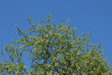 Blossoms of a bird cherry tree with blue sky background, Prunus padus or Gewoehnliche Traubenkirsche