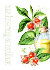 Ashwagandha or Indian ginsengherbal oil card. Hand drawn watercolor illustration  isolated on white background