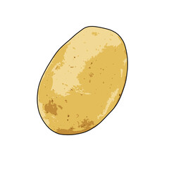 Potato isolated on white background. vector illustration