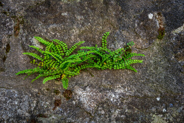 ferns groing out of granite wall  , nature texture background.