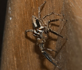 Araña saltadora común. Típica de lugares urbanos y edificios.