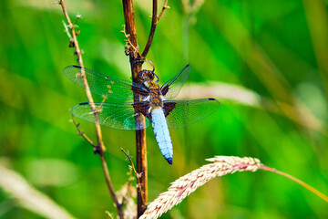 dragonfly