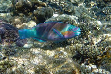 Fototapeta na wymiar Male Daisy parrotfish or Bullethead parrotfish (Chlorurus sordidus) in Red Sea