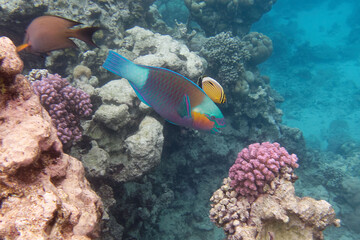 Male Daisy parrotfish or Bullethead parrotfish (Chlorurus sordidus) in Red Sea