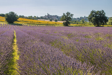 Fototapeta na wymiar Summer view of medieval village with lavender field in the marche region, Italy