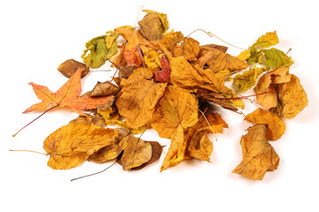 Colorful autumn leaves isolated on a white background