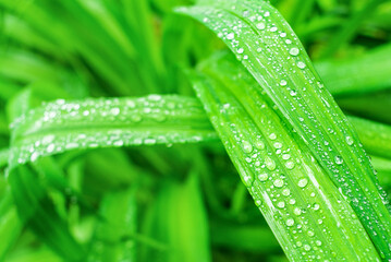 Fresh, juicy, and green grass with raindrops in summer. Beautiful droplets of water on lush grass outdoors. Purity and freshness concept. Nature wallpaper. Closeup view.