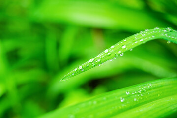 Fresh, lush, and green grass with raindrops in summer. Beautiful droplets of water on juicy grass outdoors. Purity and freshness concept. Sunny day. Nature wallpaper. Closeup view.