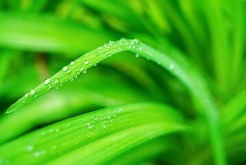 Fresh, lush, and green grass with raindrops in summer. Beautiful droplets of water on juicy grass outdoors. Purity and freshness concept. Nature wallpaper. Closeup view.