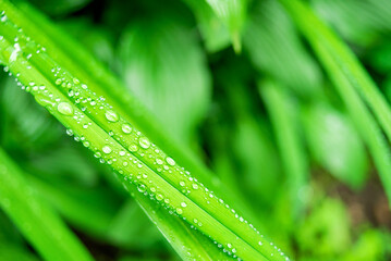 Fresh, lush, and green grass with raindrops in summer. Beautiful droplets of water on juicy grass outdoors. Purity and freshness concept. Nature wallpaper. Closeup view.