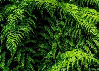 Fern leaves in the context of green and black