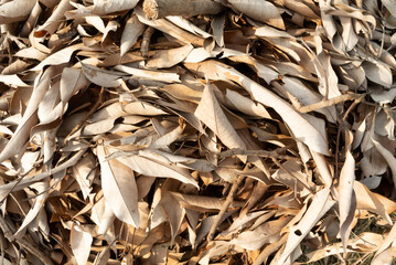 Brown dried leaves and branchs on ground