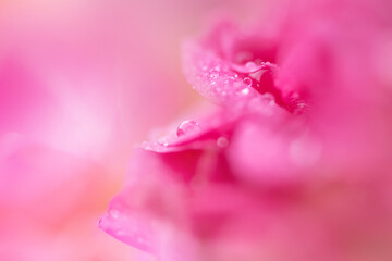 Obraz na płótnie Canvas Regentropfen auf einer Rose, Rosenblüte, Tropfen
