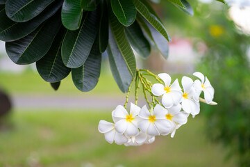 Champa flower blur background in garden