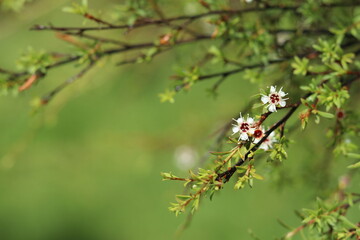 Kanuka Flower