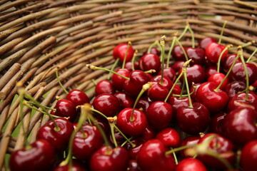 Ripe NZ Cherries