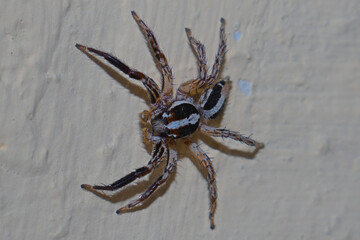 Araña saltadora común. Típica de lugares urbanos y edificios.