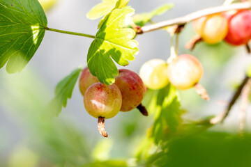 ripe gooseberries on a branch in the summer at the cottage closeup sun rays