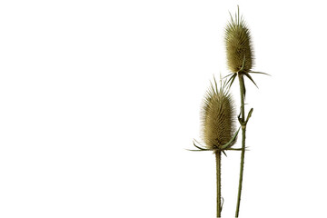 a thistles  prickly plant  isolated on the white background