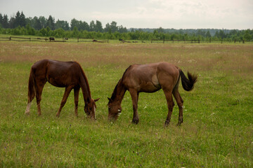 Naklejka na ściany i meble Two young foals graze in a field.