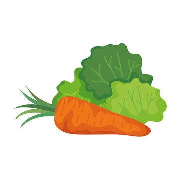 carrot and lettuce design, Vegetable organic food healthy fresh natural and market theme Vector illustration