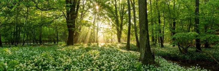 Foto op Plexiglas Green forest in summer at sunrise. Panorama of a secluded glade with sun rays shining onto a sea of ramsons. White bear's garlic flowers in tree shade. © WildMedia