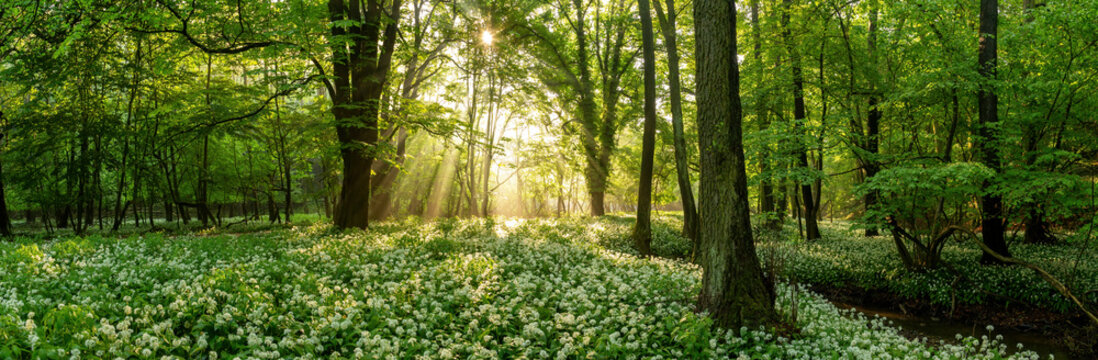 Green forest in summer at sunrise. Panorama of a secluded glade with sun rays shining onto a sea of ramsons. White bear's garlic flowers in tree shade.