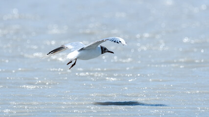 bird, möve, fliegender, gull, meer, himmel, natur, tier, wasser, fliegen, fliege, blau, bird, ozean