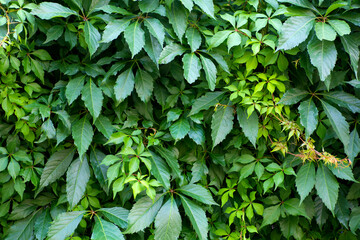 Wall of green plants. Natural background of tropical plants, texture and pattern of the jungle