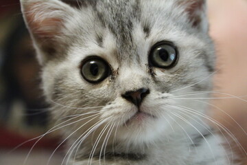 close-up portrait of a small gray kitten