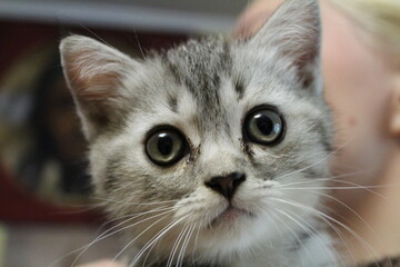 close-up portrait of a small gray kitten