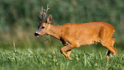 Magnificent roe deer, capreolus capreolus, buck walking and sniffing on meadow in summer. Male mammal with antlers looking for a mate in rutting season.