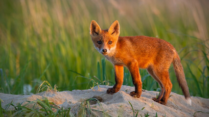 Naklejka na ściany i meble Immature red fox, vulpes vulpes, standing on den in summer at susnet. Little mammal cub looking to camera.
