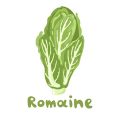 Romaine lettuce colorful vector stock illustration. Seasonal ripe vegetable isolated on white. Great for menu, farm product promotion, healthy food, culinary, cosmetics, natural medicine, cooking