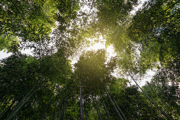 A cool shade summer bamboo forest trip in Ulsan, South Korea