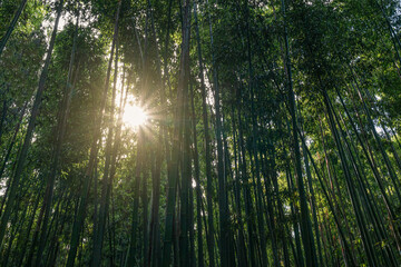 Fototapeta na wymiar A cool shade summer bamboo forest trip in Ulsan, South Korea