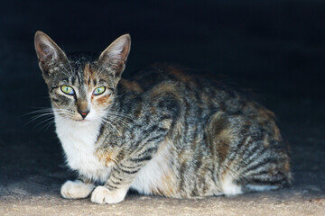 The tricolor cat is lying on the road.