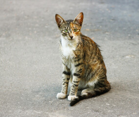 Tricolor cat sitting on the road.