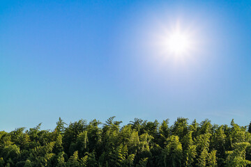 Obraz premium Cloudless blue sky and bamboo forest and sun