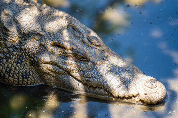 Crocodile head lies in the shade near the river water, Vietnam