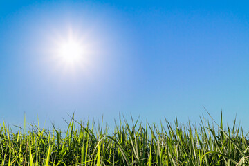 Cloudless clear blue sky and green grass and sun